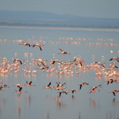  Lake Manyara, TZ